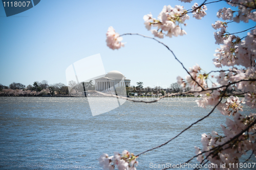 Image of Jefferson Memorial Cherry Blossoms