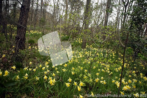 Image of Daffodils