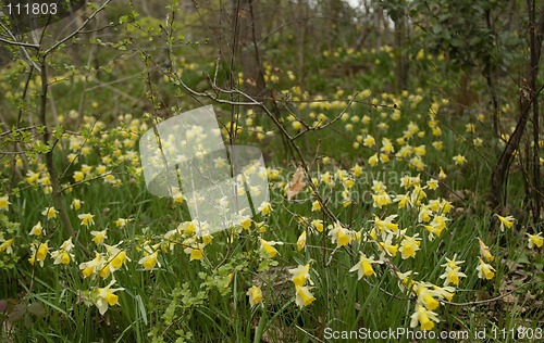 Image of Daffodils