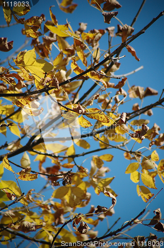 Image of Leafs in fall