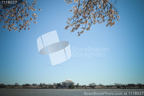 Image of Jefferson Memorial Cherry Blossoms