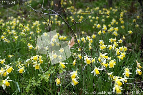 Image of Daffodils