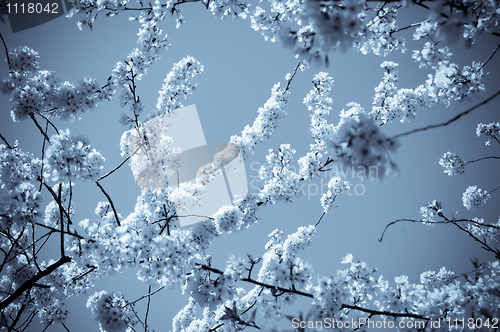 Image of Cherry Blossom