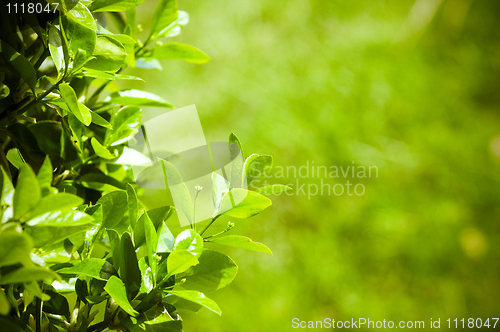 Image of Lighted green leafs of the tree