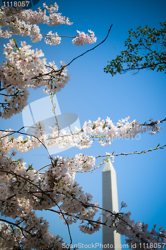 Image of Washington Monument and Cherry Blossoms