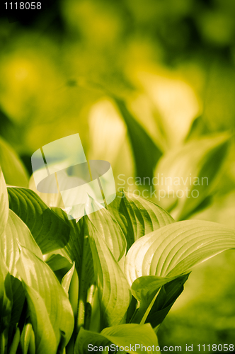 Image of fresh spring leaves