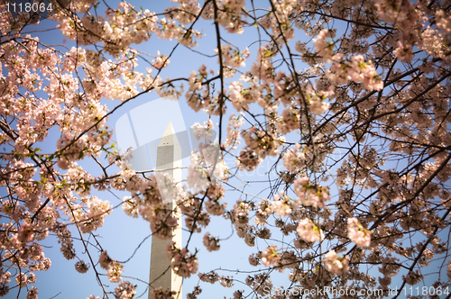 Image of Washington Monument framed by cherry blossom