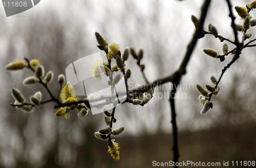 Image of Pussy Willow