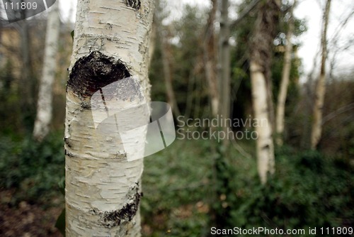 Image of Silver Birch