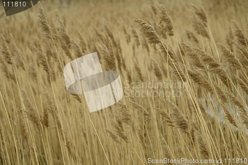 Image of Wheat Field