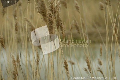 Image of Wheat Field