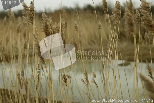 Image of Wheat Field