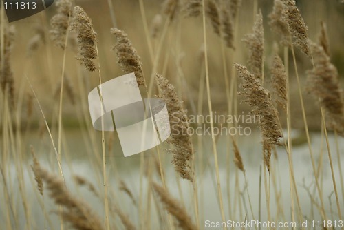 Image of Wheat Field