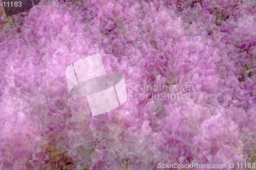 Image of Flowers-Rhododendron Abstract Multiple Exposure, 12MP camera
