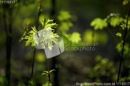 Image of Leaves