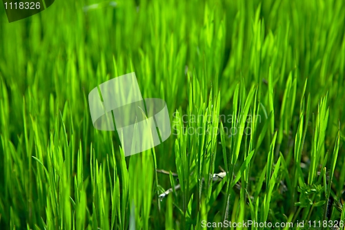 Image of Grass