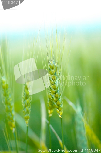 Image of Wheat