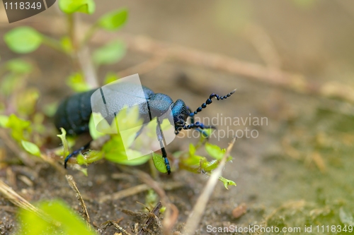 Image of Bug