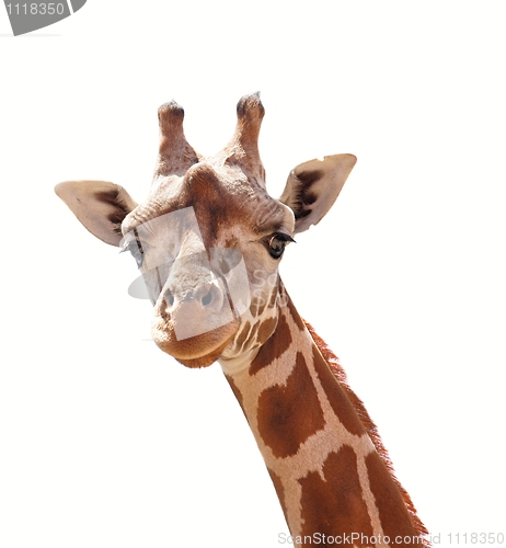 Image of Giraffe