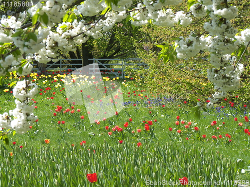 Image of Field with tulips