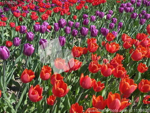 Image of Tulips