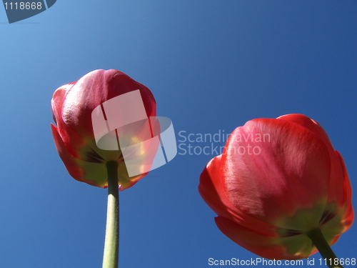 Image of Tulips