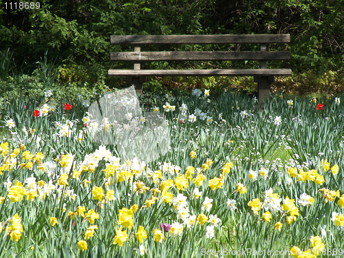 Image of Bench in a field of flowers