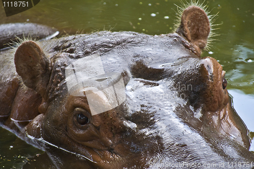 Image of Hippo