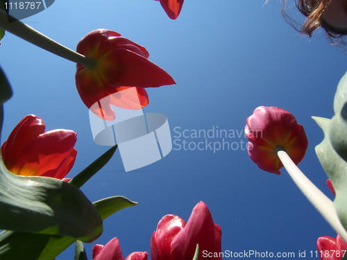 Image of Tulips