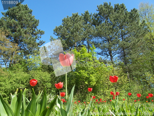 Image of Field with tulips