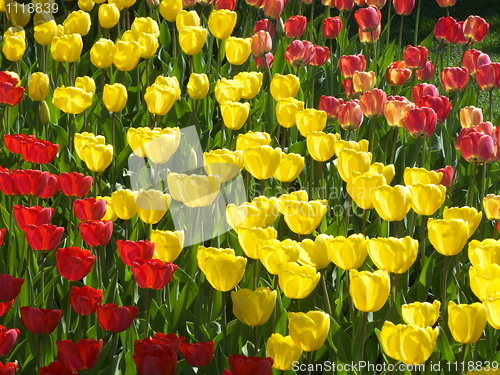 Image of Tulips