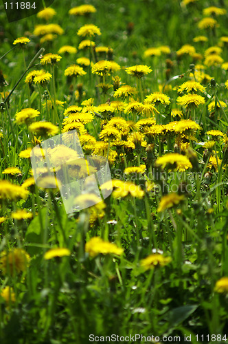 Image of Dandelions