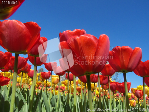 Image of Tulips