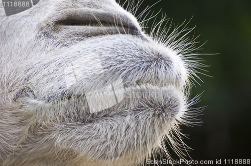 Image of Hairy