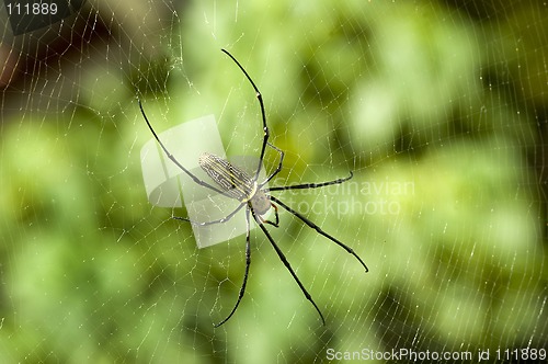 Image of spider