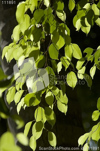 Image of leaves