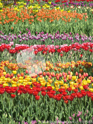 Image of Tulips