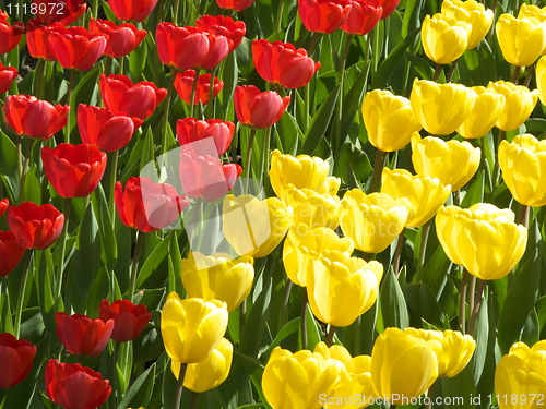 Image of Tulips