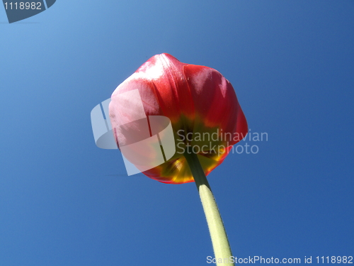 Image of Tulips