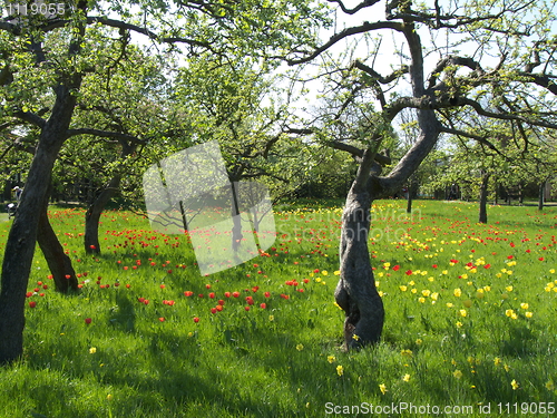 Image of Springtime