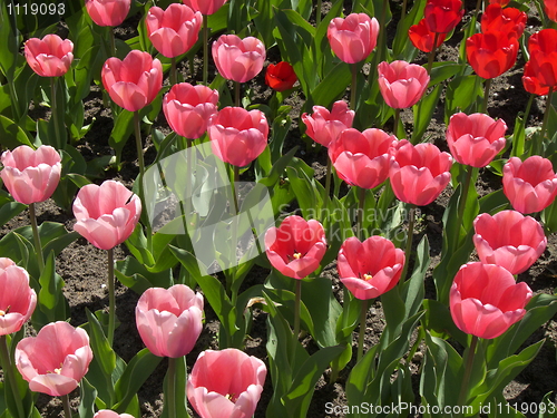 Image of Tulips