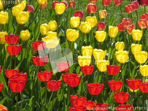 Image of Tulips