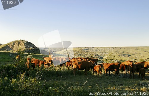 Image of Cattle Round Up