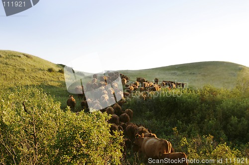 Image of Cattle Round Up