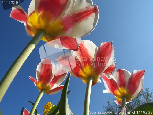 Image of Tulips