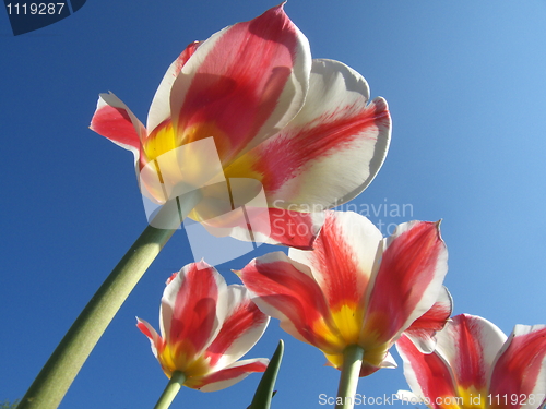 Image of Tulips