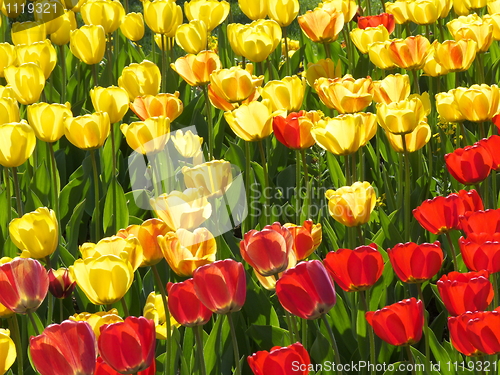 Image of Tulips