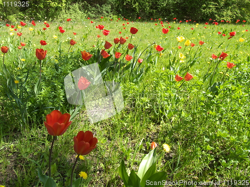 Image of Field with tulips