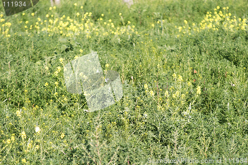 Image of Wild Mustard - Butterflies