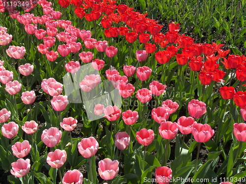 Image of Tulips